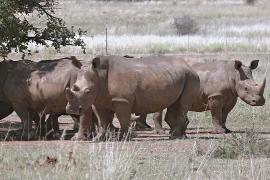 2000 белых носорогов вернут в дикую природу