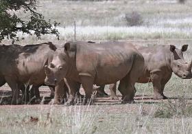 2000 белых носорогов вернут в дикую природу