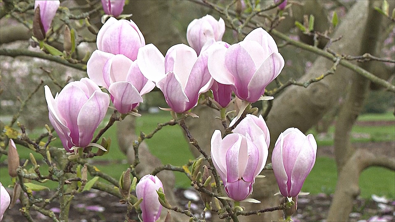 Фестиваль «Звуки цветения» начинается в ботанических садах Кью в Лондоне