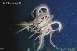 Редкую морскую лилию нашли в холодных водах Антарктики