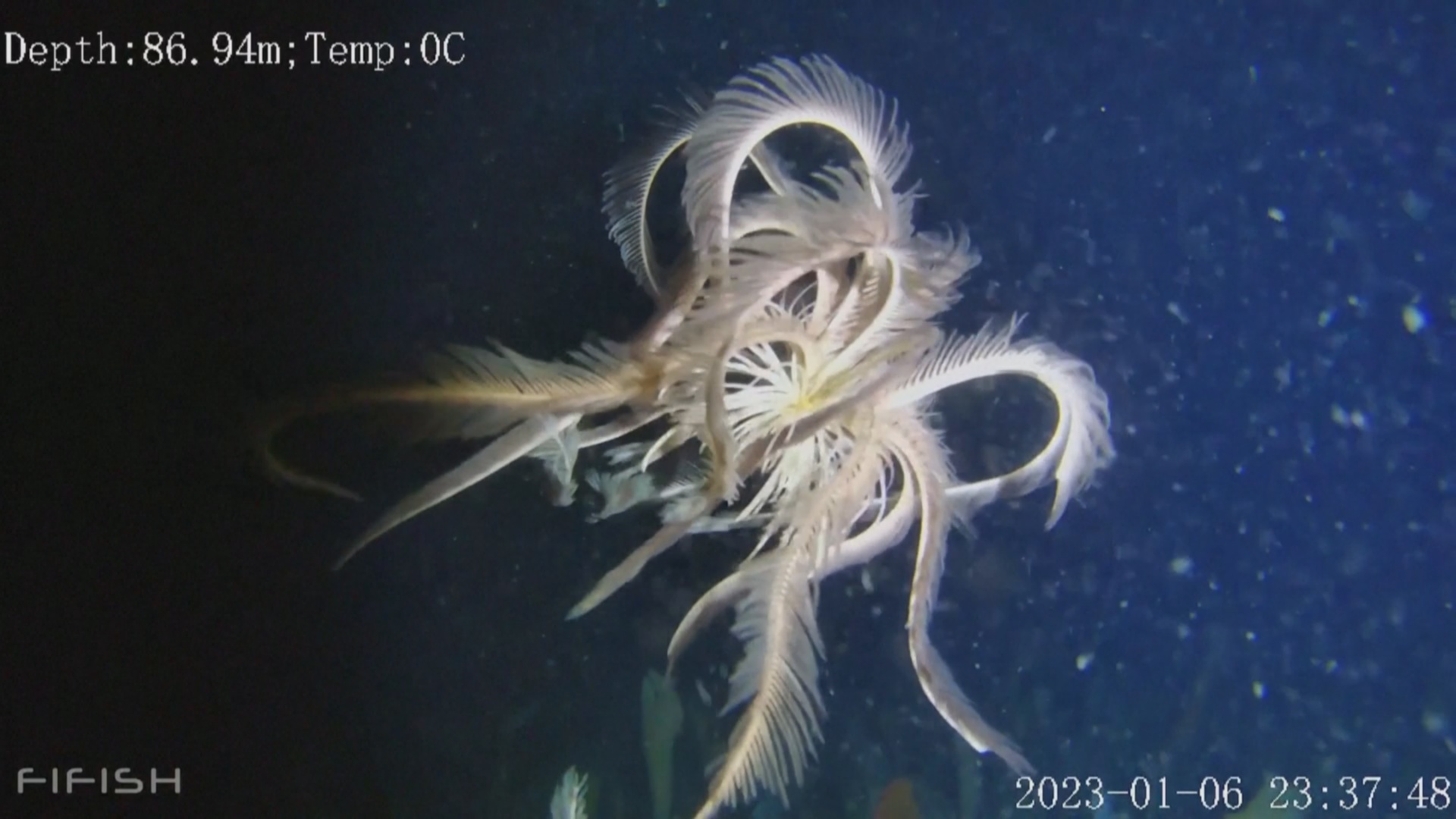Редкую морскую лилию нашли в холодных водах Антарктики