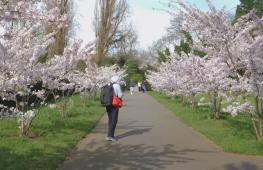 Весна в Лондоне: в Риджентс-парке зацвела сакура