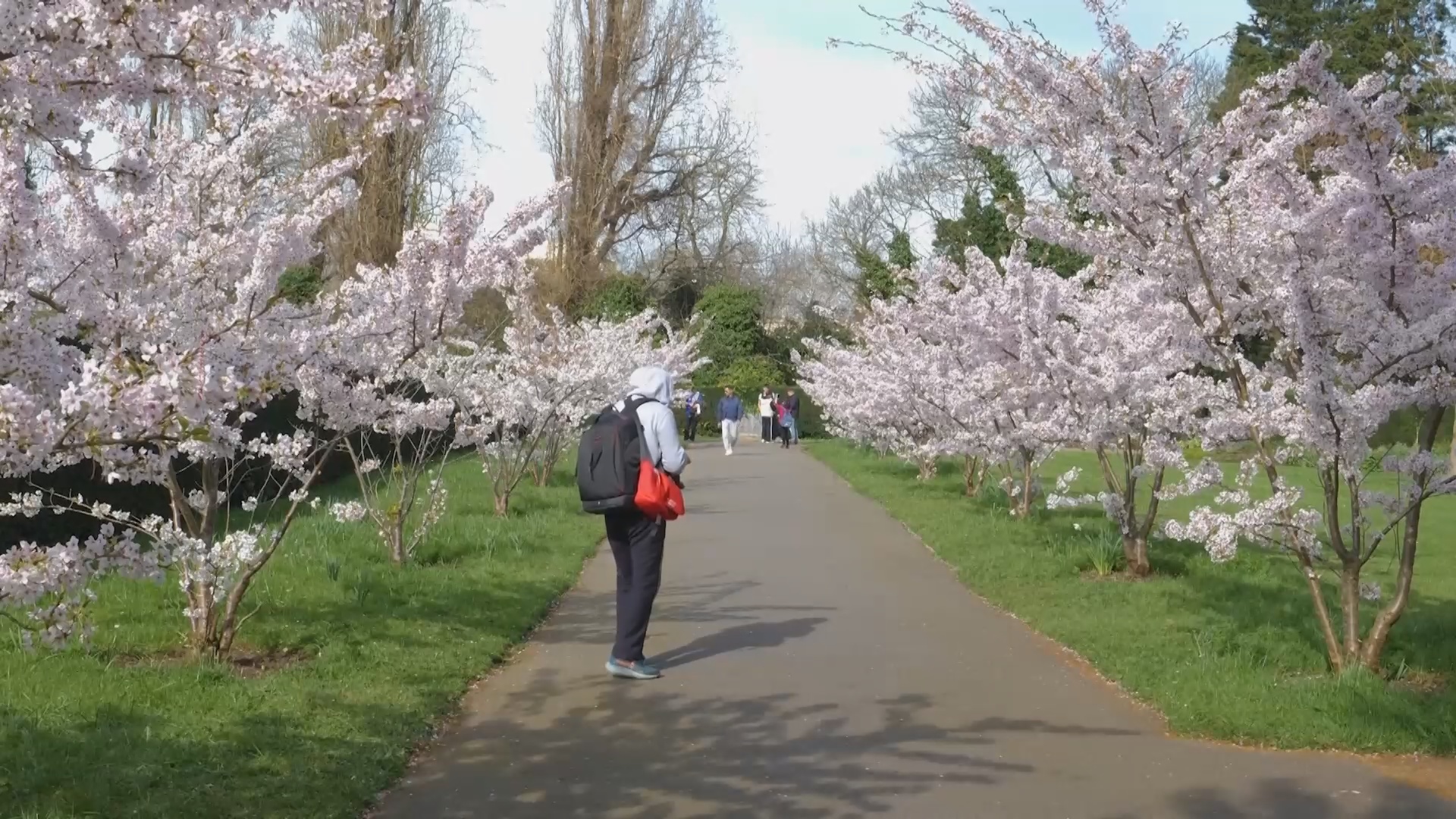 Весна в Лондоне: в Риджентс-парке зацвела сакура