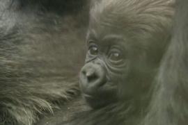 В Лондонском зоопарке подрастает детёныш редкой равнинной гориллы