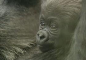 В Лондонском зоопарке подрастает детёныш редкой равнинной гориллы