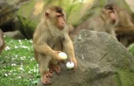 Охота за яйцами: пасхальное развлечение подготовили для питомцев зоопарка в Германии