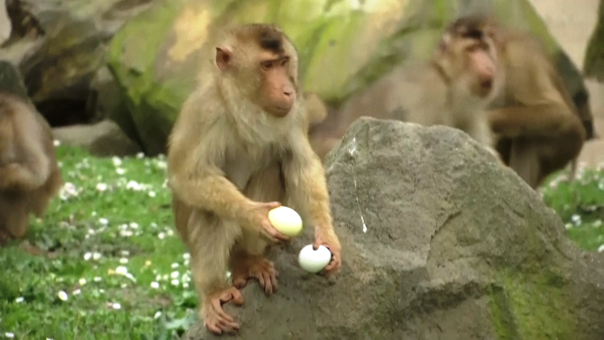 Охота за яйцами: пасхальное развлечение подготовили для питомцев зоопарка в Германии