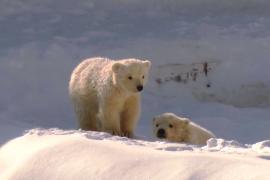 Белые медвежата дебютируют в зоопарке «Орто-Дойду» в Якутии