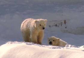 Белые медвежата дебютируют в зоопарке «Орто-Дойду» в Якутии