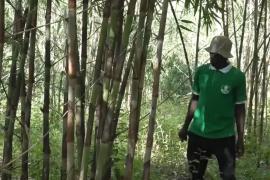 В Уганде фермеры переходят на выращивание бамбука