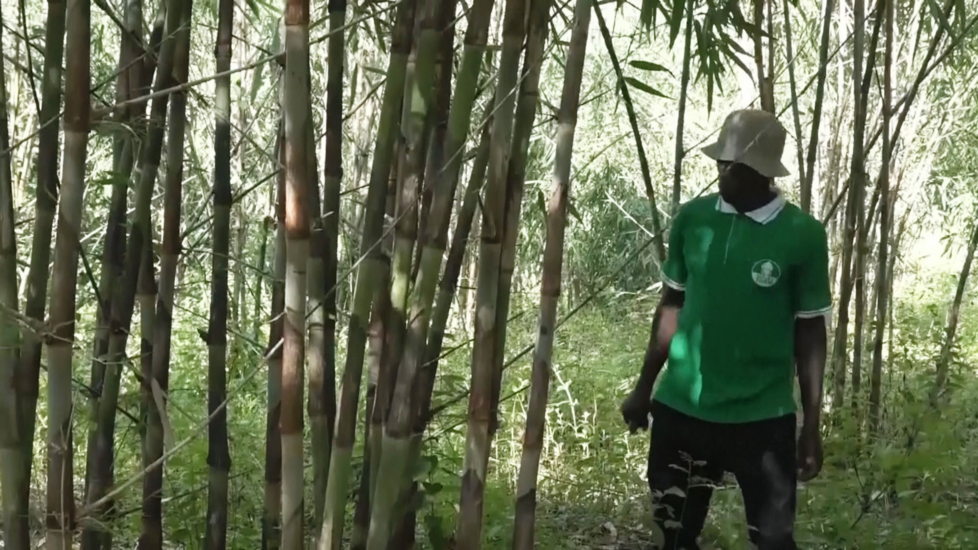 В Уганде фермеры переходят на выращивание бамбука