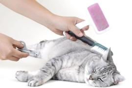 Оборудование салона для груминга. Что и где лучше приобрести