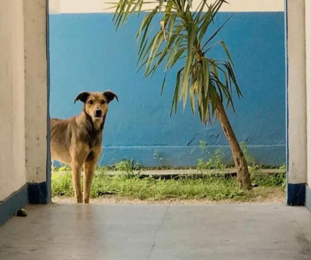 Пёс ходил в полицейский участок, пока его не приняли на работу