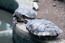 Как тоннели под железной дорогой помогают спасать черепах в Японии