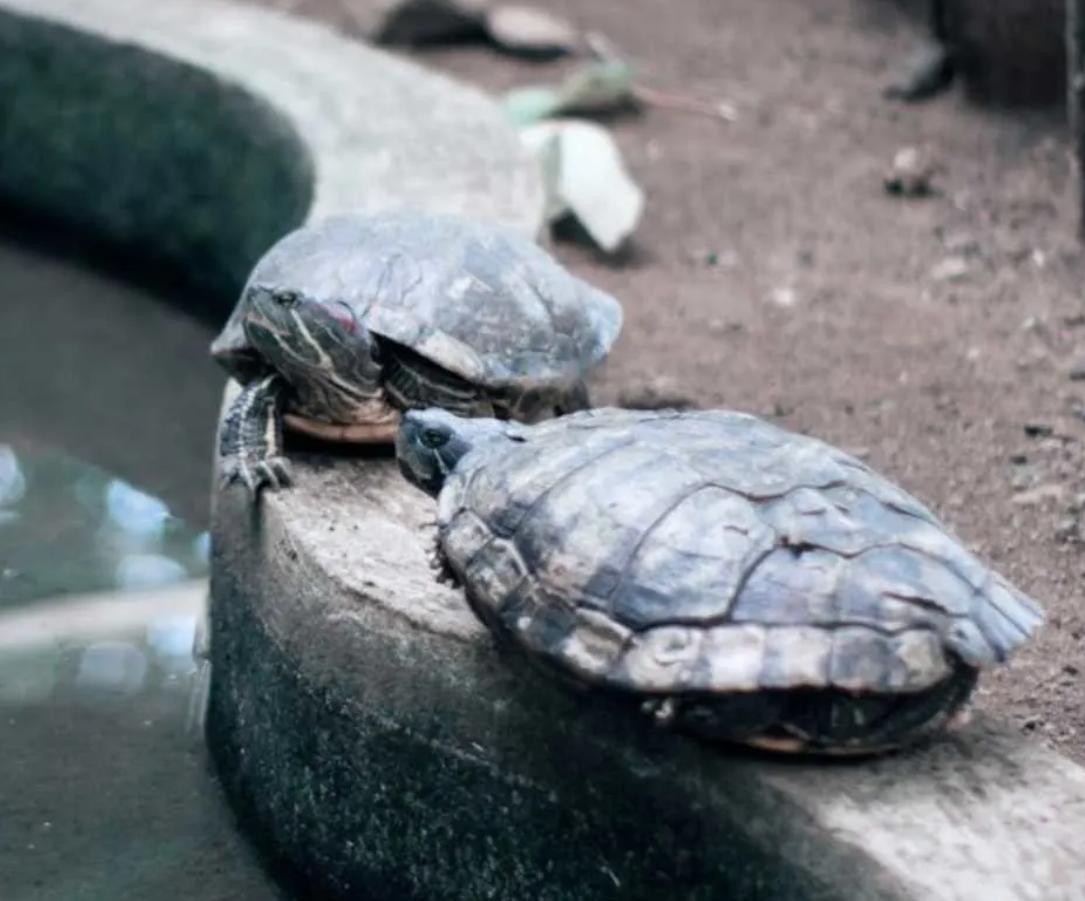 Как тоннели под железной дорогой помогают спасать черепах в Японии