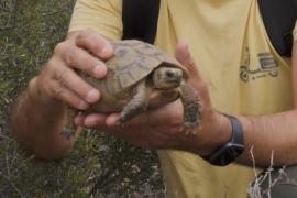 На юге Испании провели перепись редких греческих черепах