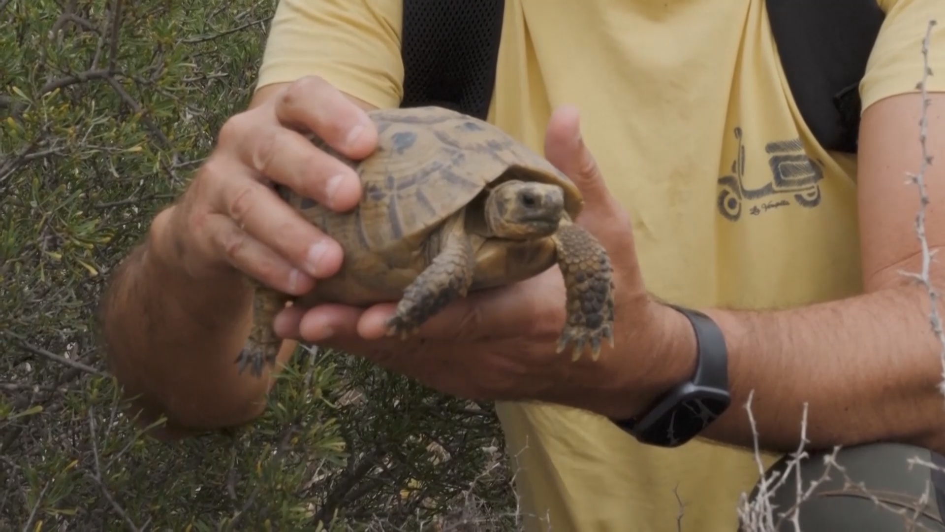 На юге Испании провели перепись редких греческих черепах