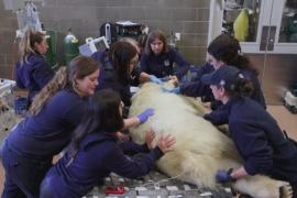В зоопарке в США провели плановый медосмотр белой медведицы