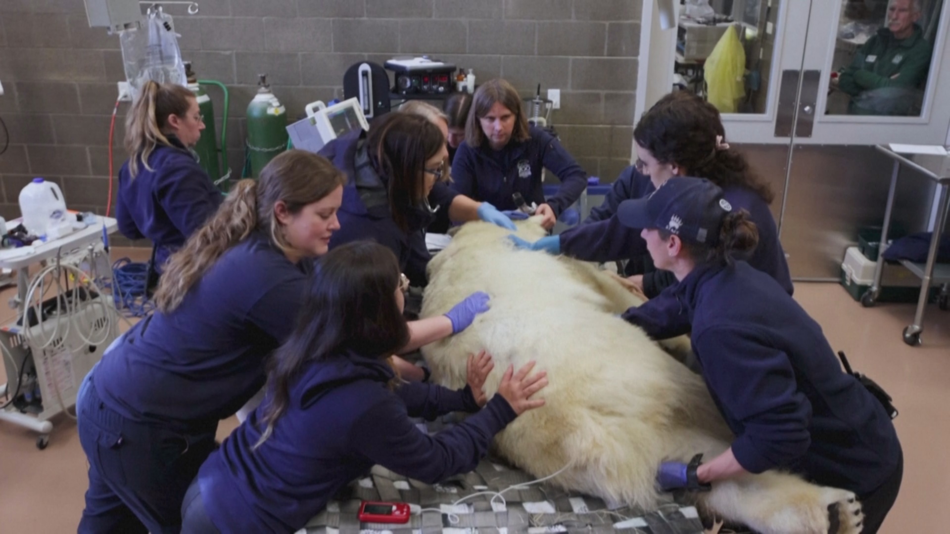 В зоопарке в США провели плановый медосмотр белой медведицы