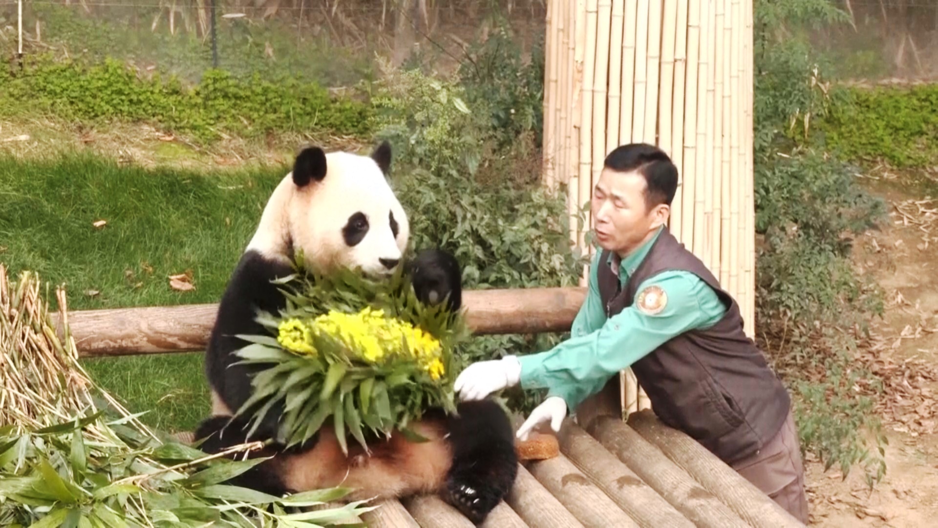 Прощай, Фу Бао: южнокорейцы со слезами провожают любимую панду в Китай