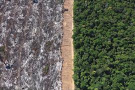 Отчёт: темпы сокращения тропических лесов в мире в 2023 году замедлились