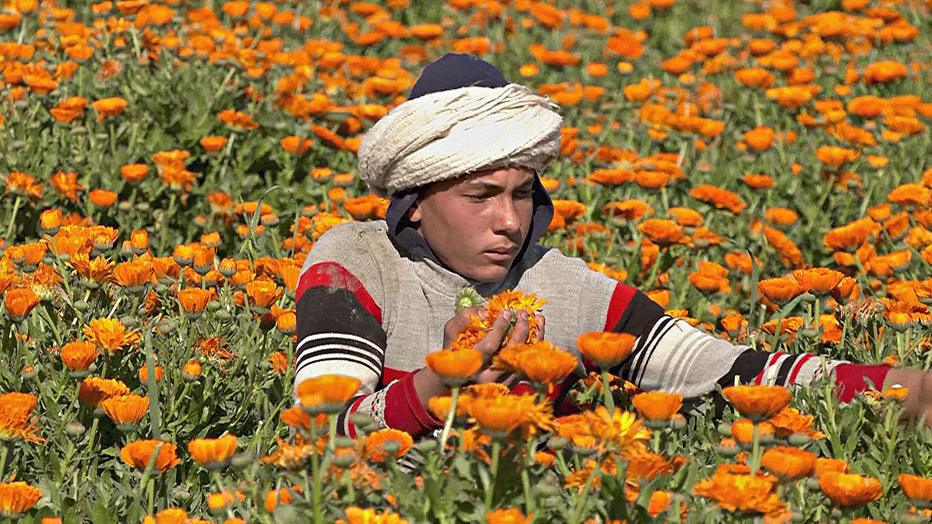 Выращивание календулы процветает в Египте, несмотря на экономический спад