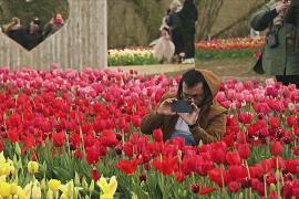 Новое поле тюльпанов привлекает туристов на юге Англии