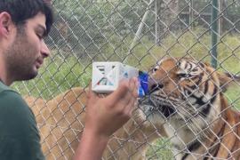 Десятки тигров и львов из зоопарка в Аргентине переедут в индийский заповедник