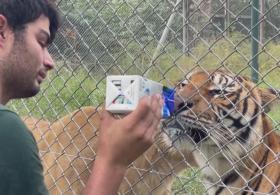 Десятки тигров и львов из зоопарка в Аргентине переедут в индийский заповедник