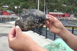 Чилиец плавал с аквалангом и нашёл гигантскую мидию