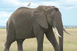 Кенийские зоозащитники призывают ограничить охоту на слонов в соседней Танзании