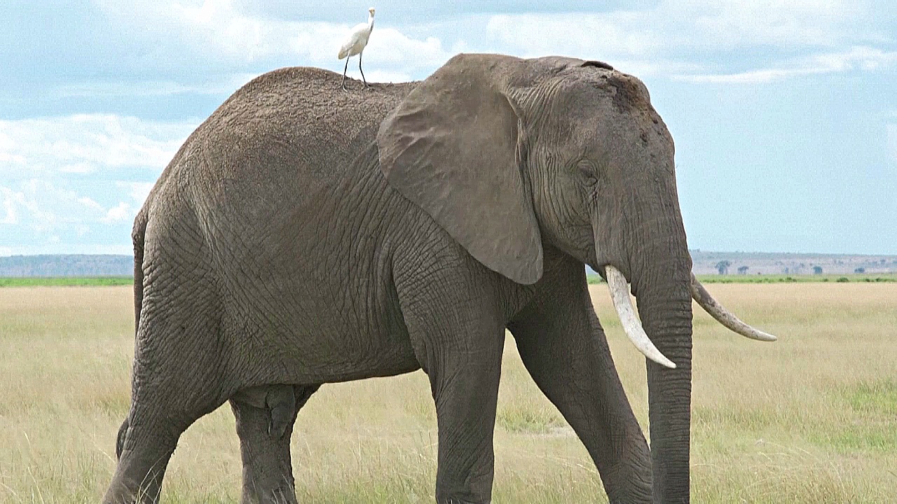 Кенийские зоозащитники призывают ограничить охоту на слонов в соседней Танзании