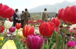 Море красок: огромный сад тюльпанов цветёт в индийском Кашмире