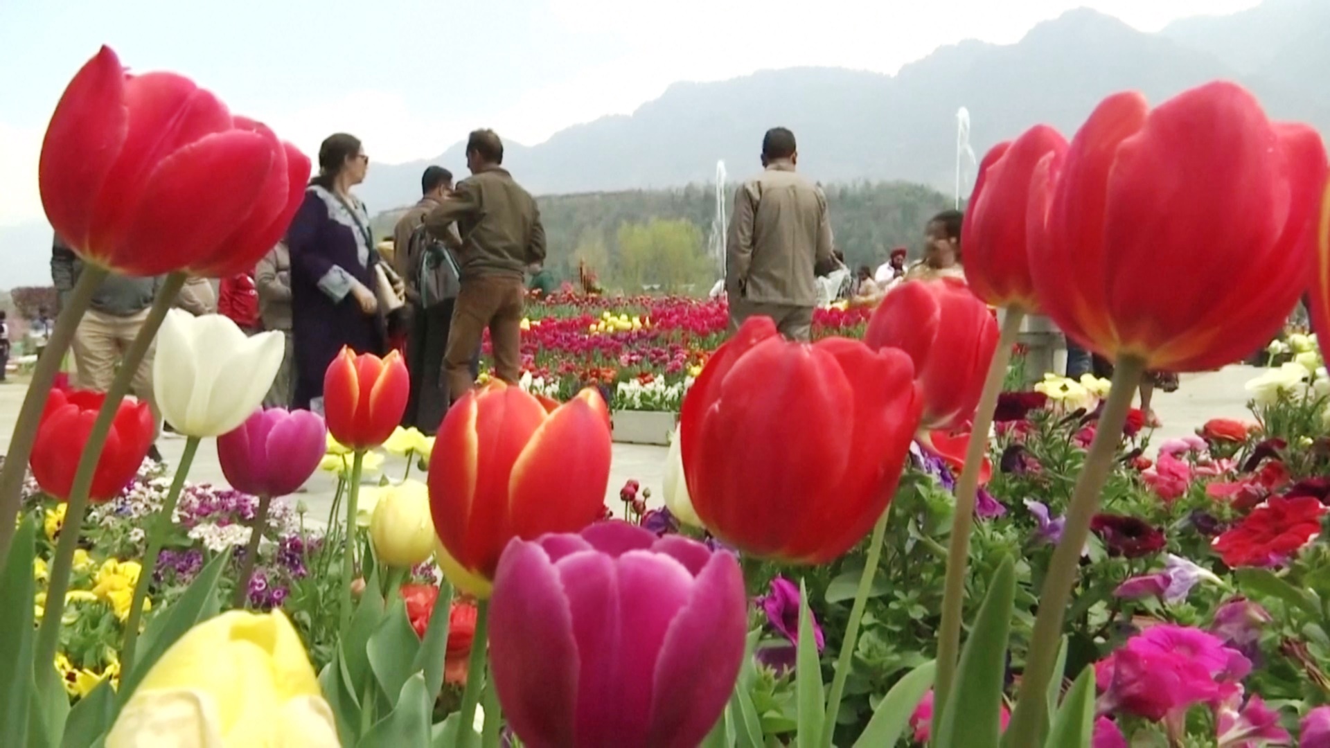 Море красок: огромный сад тюльпанов цветёт в индийском Кашмире