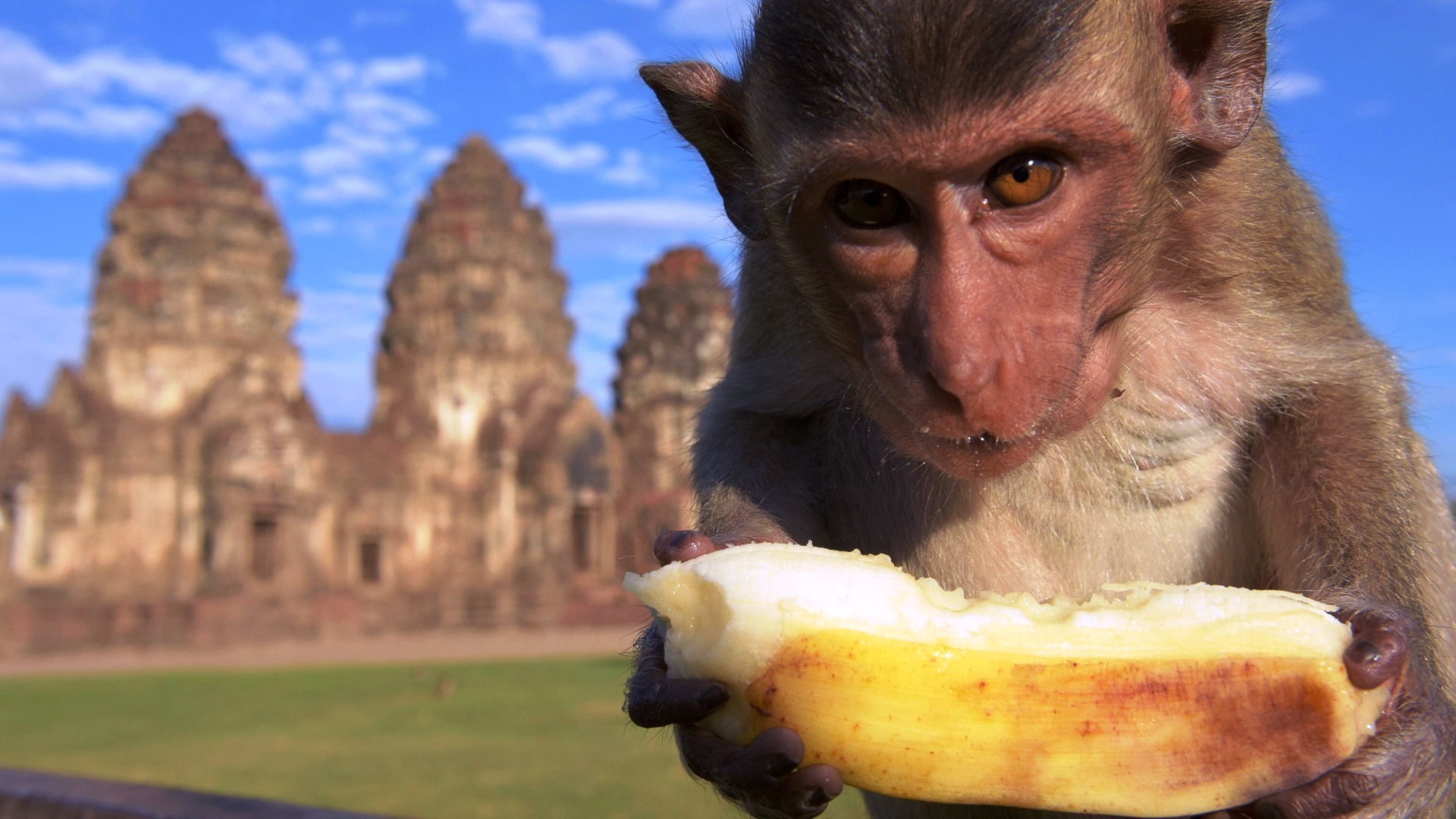 Как в популярном у туристов городе в Таиланде справляются с обезьяньим беспределом