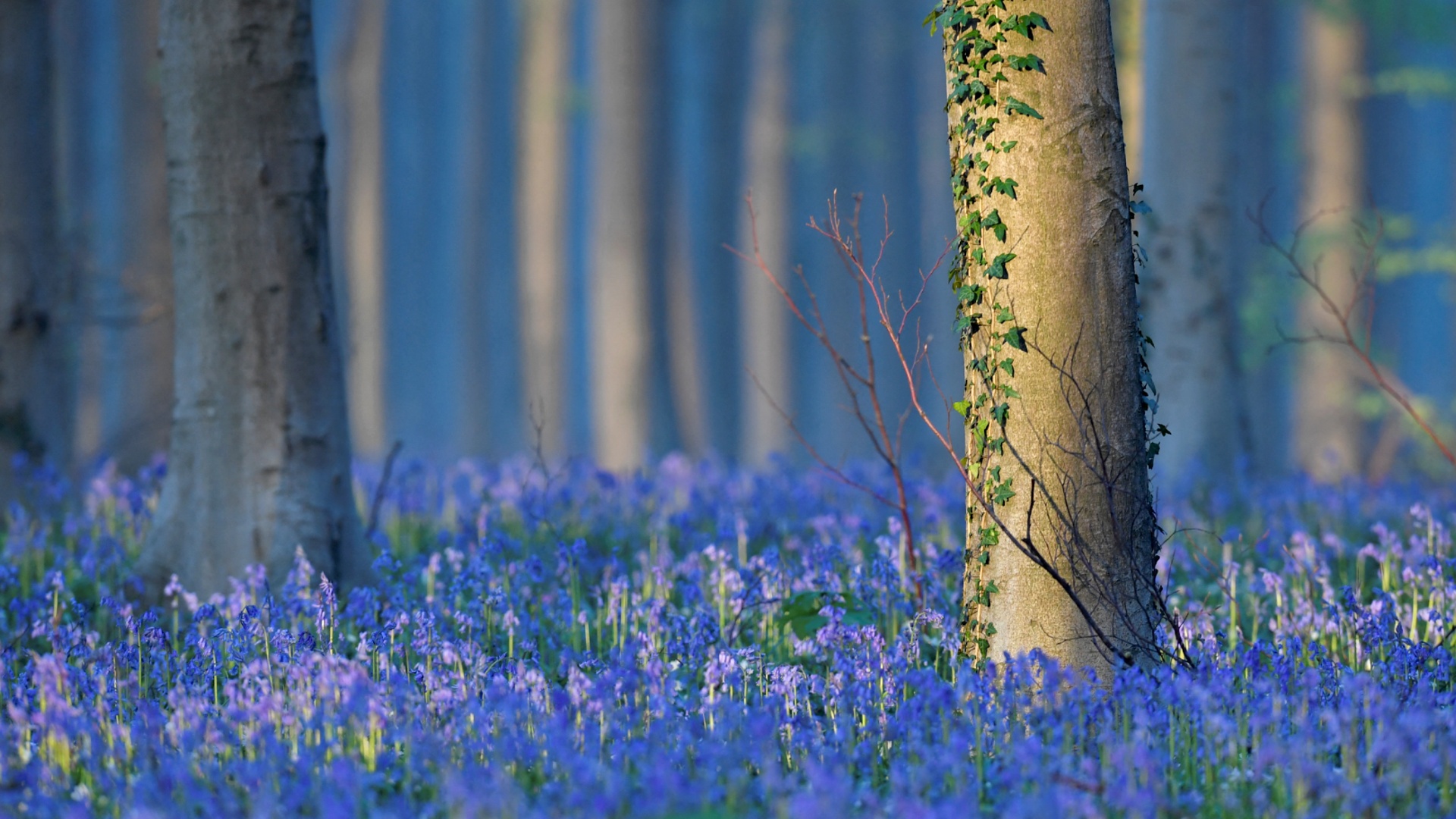 Ковёр из колокольчиков снова украсил «Синий лес» в Бельгии