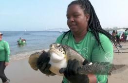 В Бразилии ловят и лечат зелёных черепах