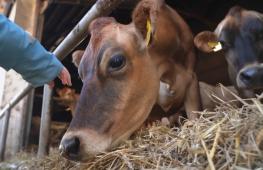 Свобода: в Дании спешат посмотреть на скачущих от радости коров