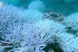 Почему коралловые рифы могут погибнуть во время четвёртой глобальной волны обесцвечивания