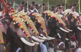 Шествие с украшенными слонами устроили в Индии