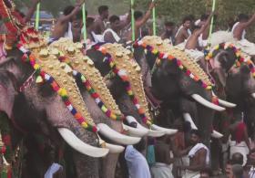 Шествие с украшенными слонами устроили в Индии