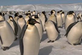 Императорские пингвины под угрозой: льда всё меньше