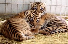 Двух редких тигрят представили публике в зоопарке Франции
