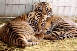 Двух редких тигрят представили публике в зоопарке Франции