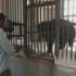 Замороженные десерты и арбузы: питомцев зоопарка в Индии спасают от жары