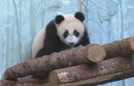 В Московском зоопарке открыли уличный вольер для юной панды Катюши