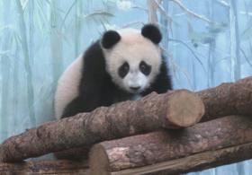 В Московском зоопарке открыли уличный вольер для юной панды Катюши