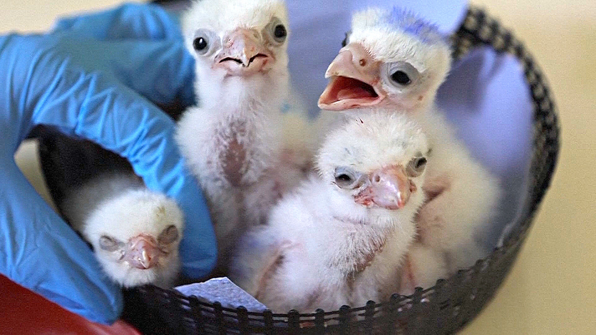 Балобанов возвращают в дикую природу Болгарии Балобанов возвращают в дикую природу Болгарии