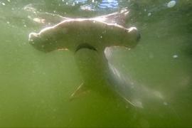 Учёные нашли «питомник» акул-молотов среди Галапагосских островов