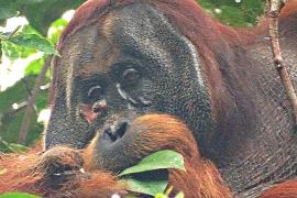 Удивительные животные: орангутан прикладывает лечебные листья к ране